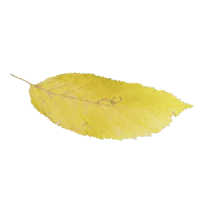 leaf 56 3d model