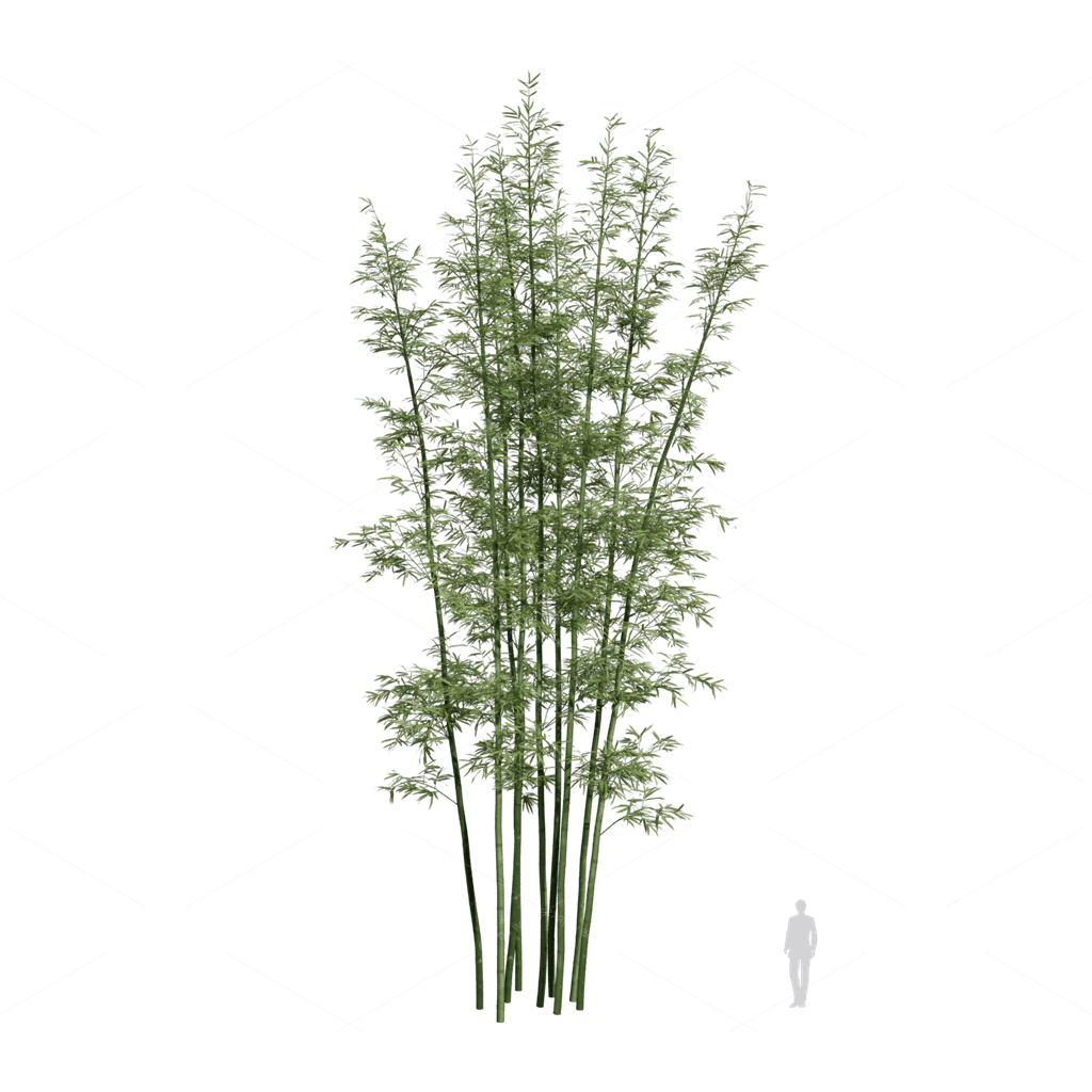 Other Botanicals 3D Models