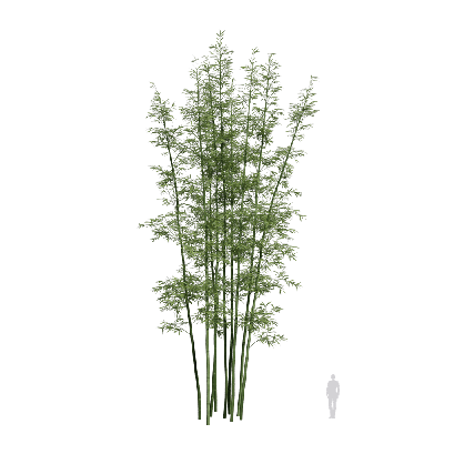 Bamboo Bambusoideae 15