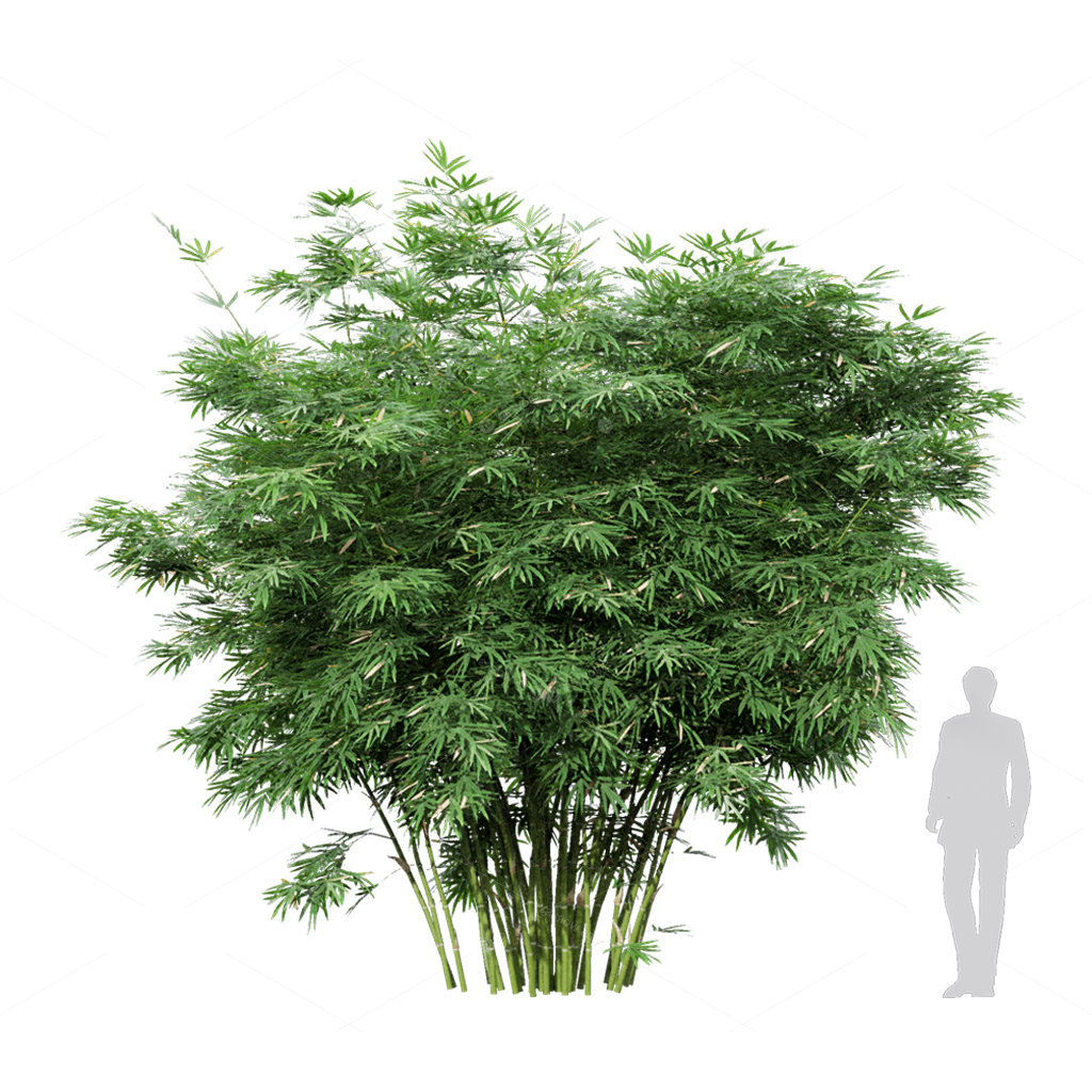 Other Botanicals 3D Models