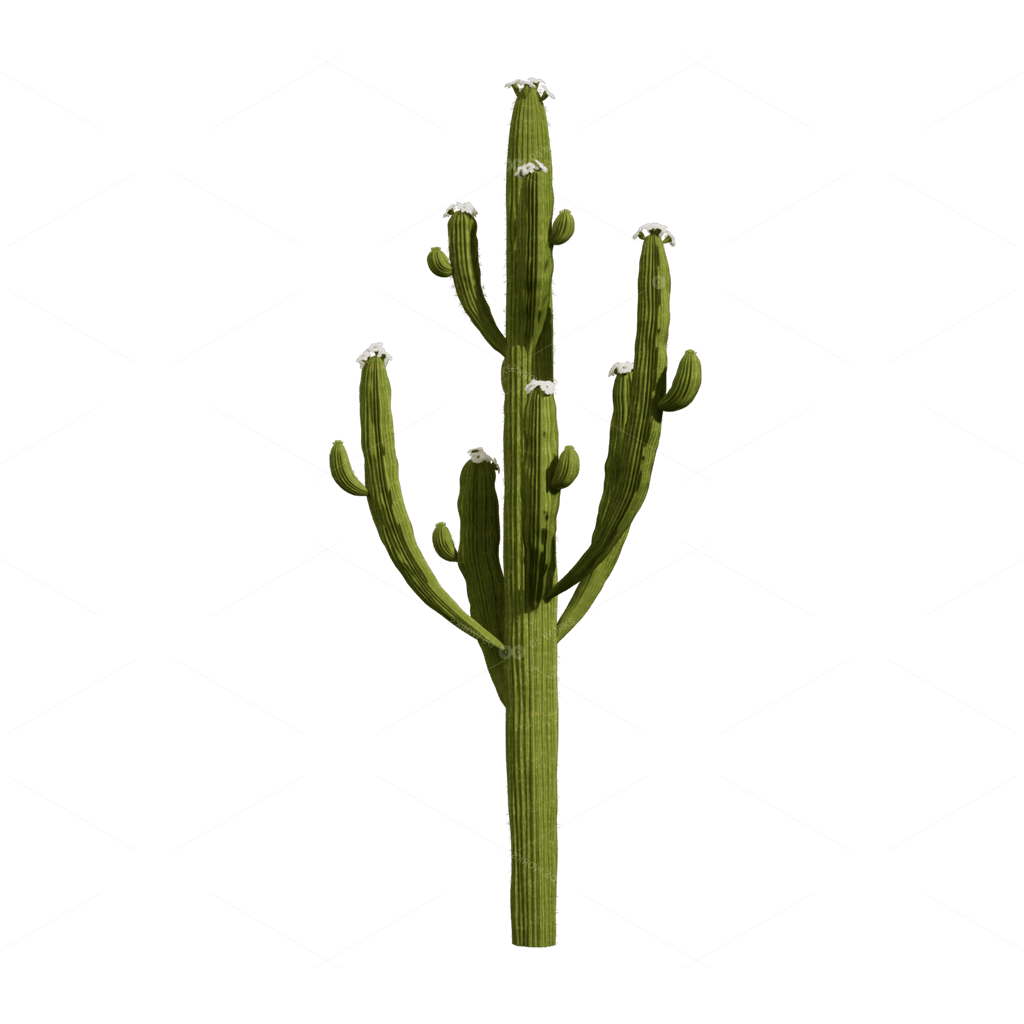 Xerophyte Plants 3D Models