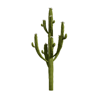 Xerophytes Hylocereus undatus 01