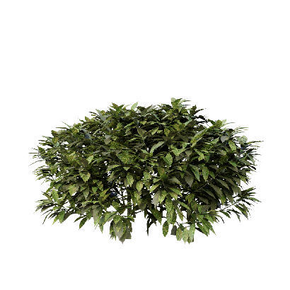 Shrub Ancuba japonica 05