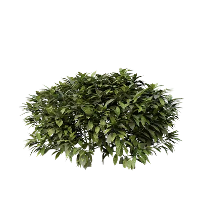 Ancuba japonica 05 3d model