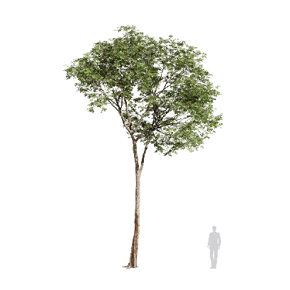 Broadleaf Tree Broadleaf 37