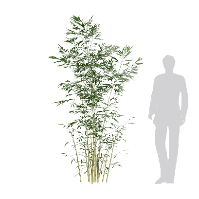 Bamboo Bambusa multiplex fernleaf 06