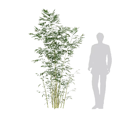 Bambusa multiplex fernleaf 06