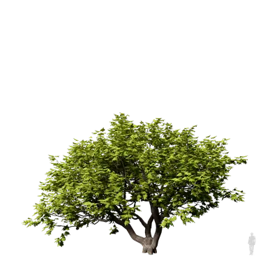 Kigelia africana 02 3d model