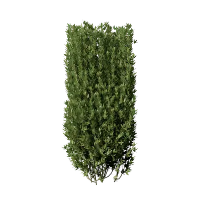 Ligustrum vulgare 05