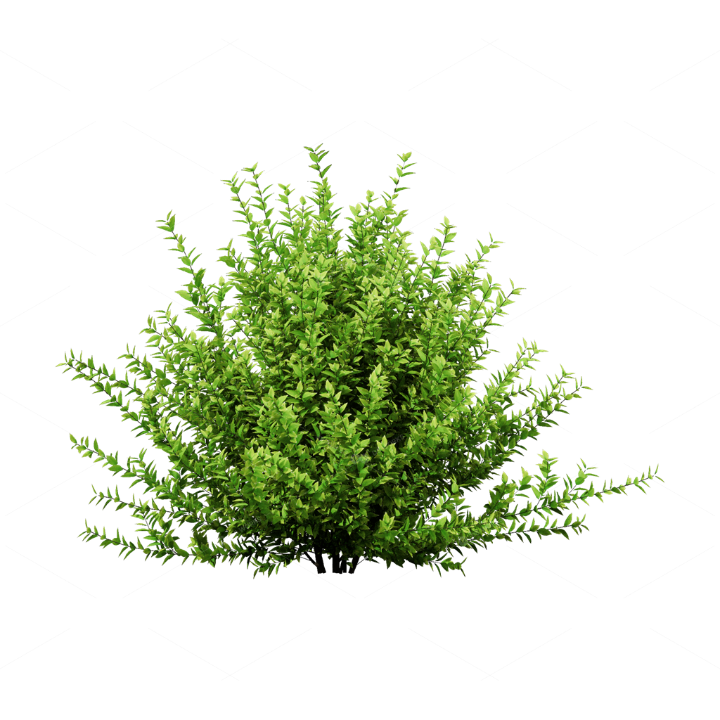 Shrubs 3D Models