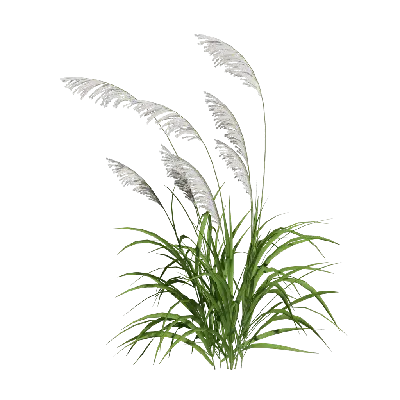 Phragmites australis 02 3d model