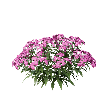 Shrub Spiraea japonica 03