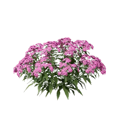 Spiraea japonica 03 3d model