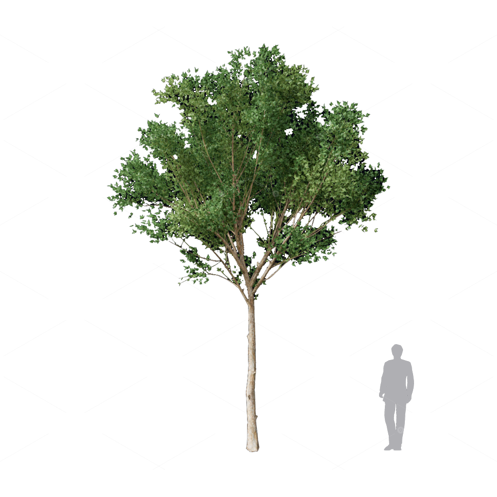Trees 3D Models