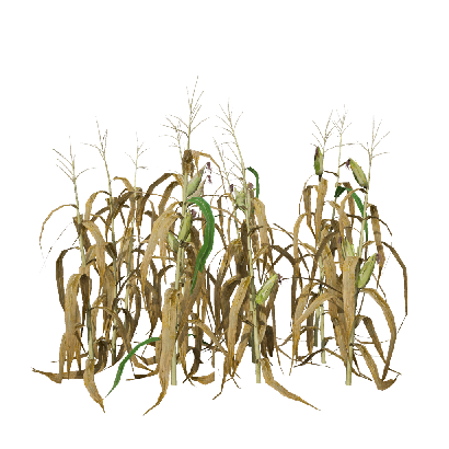 Crops Zea mays 09