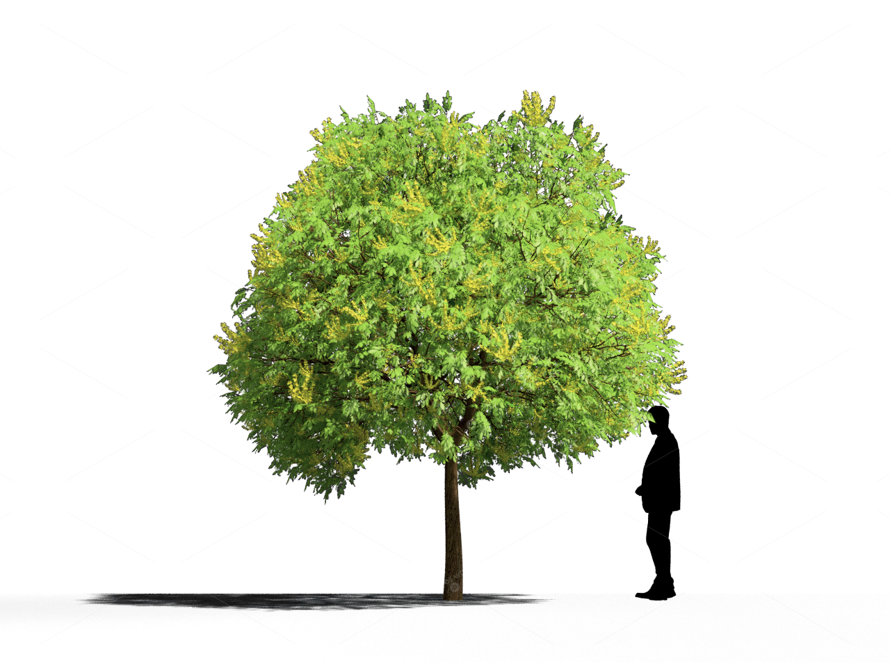 Trees 3D Models