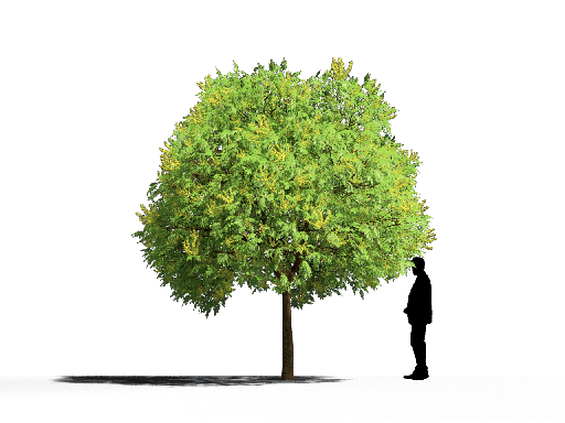 Modern Coniferous Tree