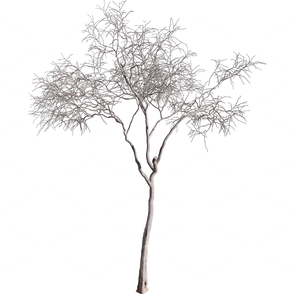 Other Botanicals 3D Models