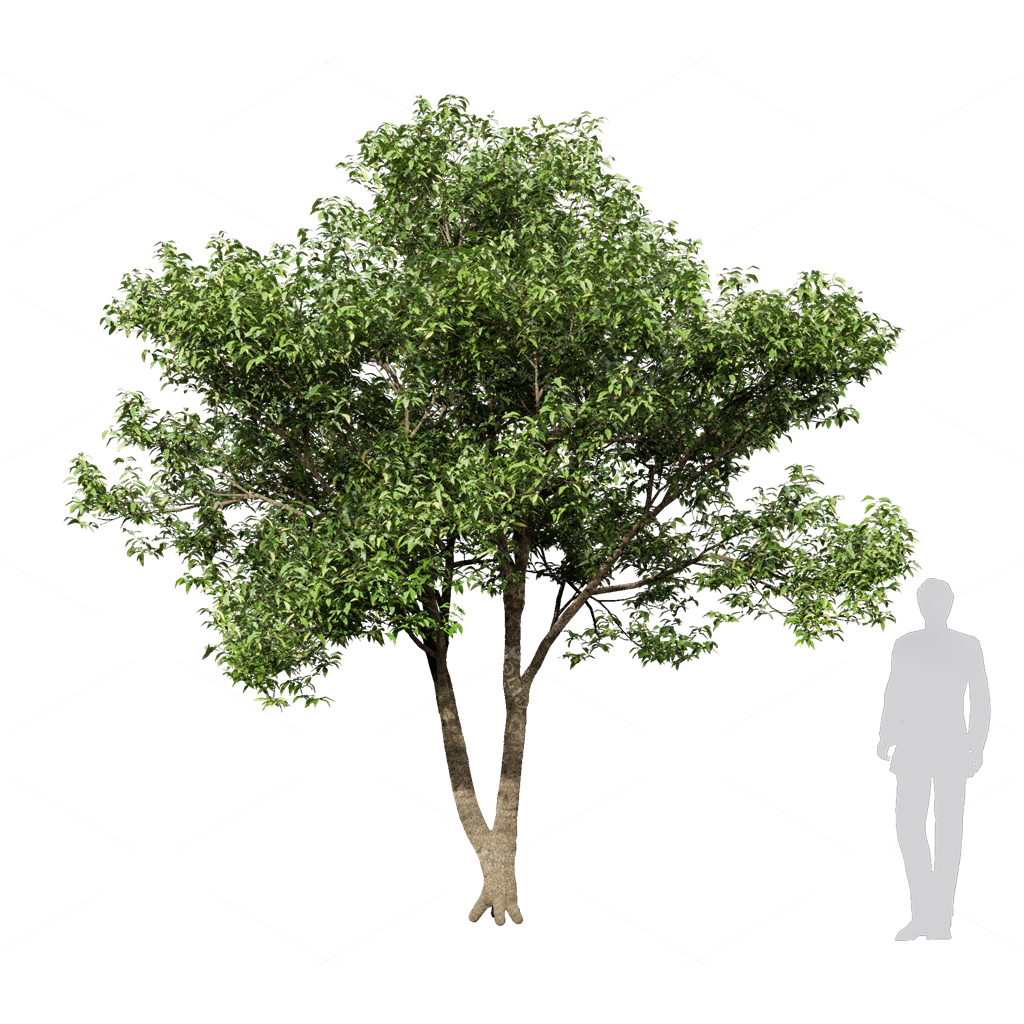 Trees 3D Models