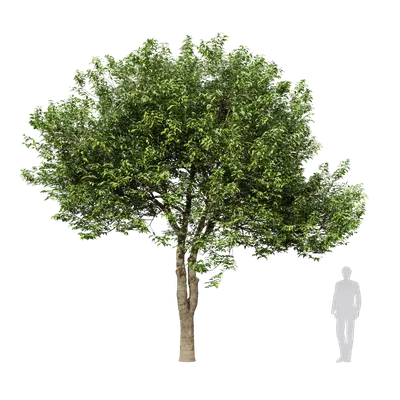 Osmanthus fragrans 08