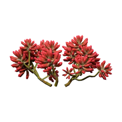 Sedum pachyphyllum 08