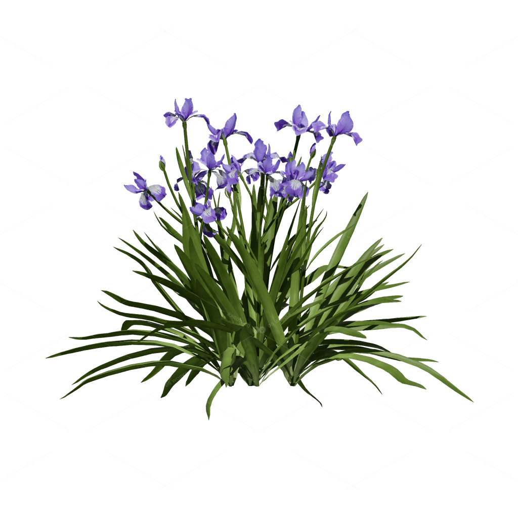 Flowers 3D Models