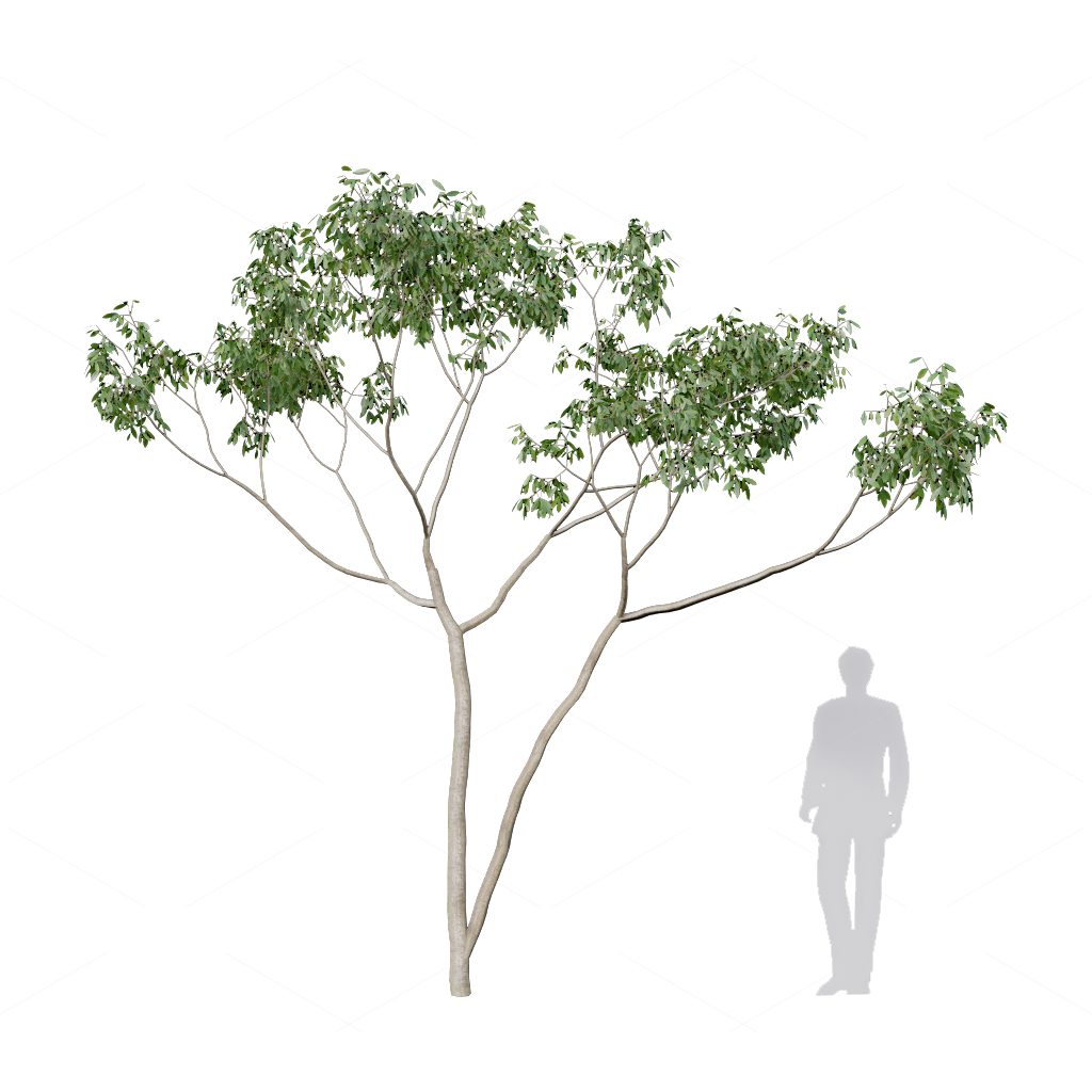 Trees 3D Models