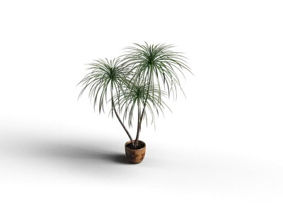 Potted Plant