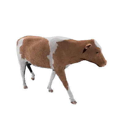 Cow 02 Walk