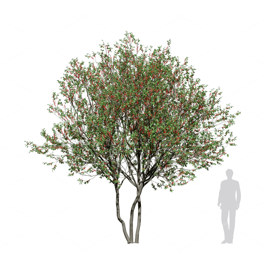 Trees 3D Models