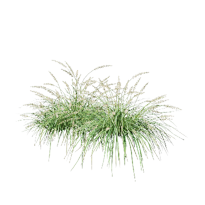 Grass Pennisetum orientale 02