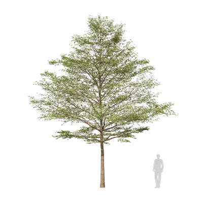 Terminalia mantaly 07 3d model