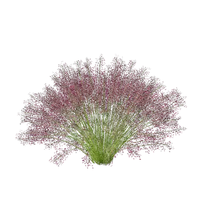 Muhlenbergia capillaris 03