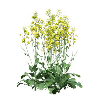 Brassica napus 09