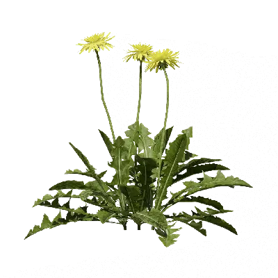 Taraxacum officinale 01