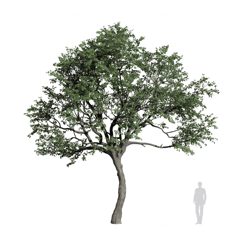 Trees 3D Models