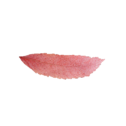 Other Plants leaf 48
