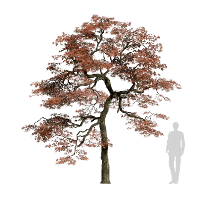 Acer palmatum 10 3d model