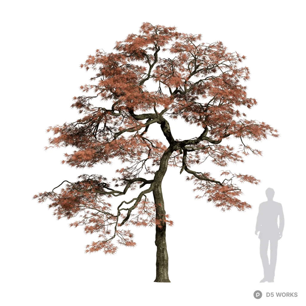 Acer palmatum 10 3d model - Image 1
