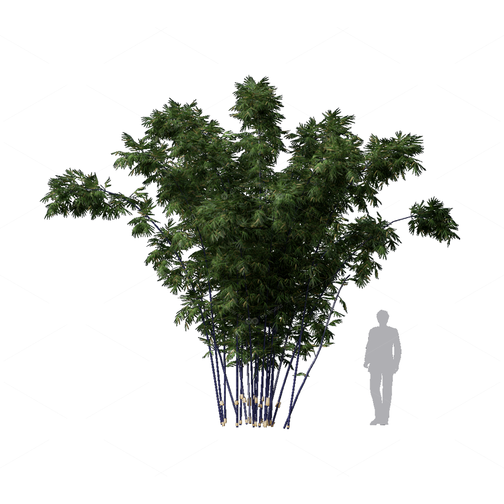 Other Botanicals 3D Models