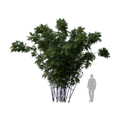 Bamboo Bambusa lako 02