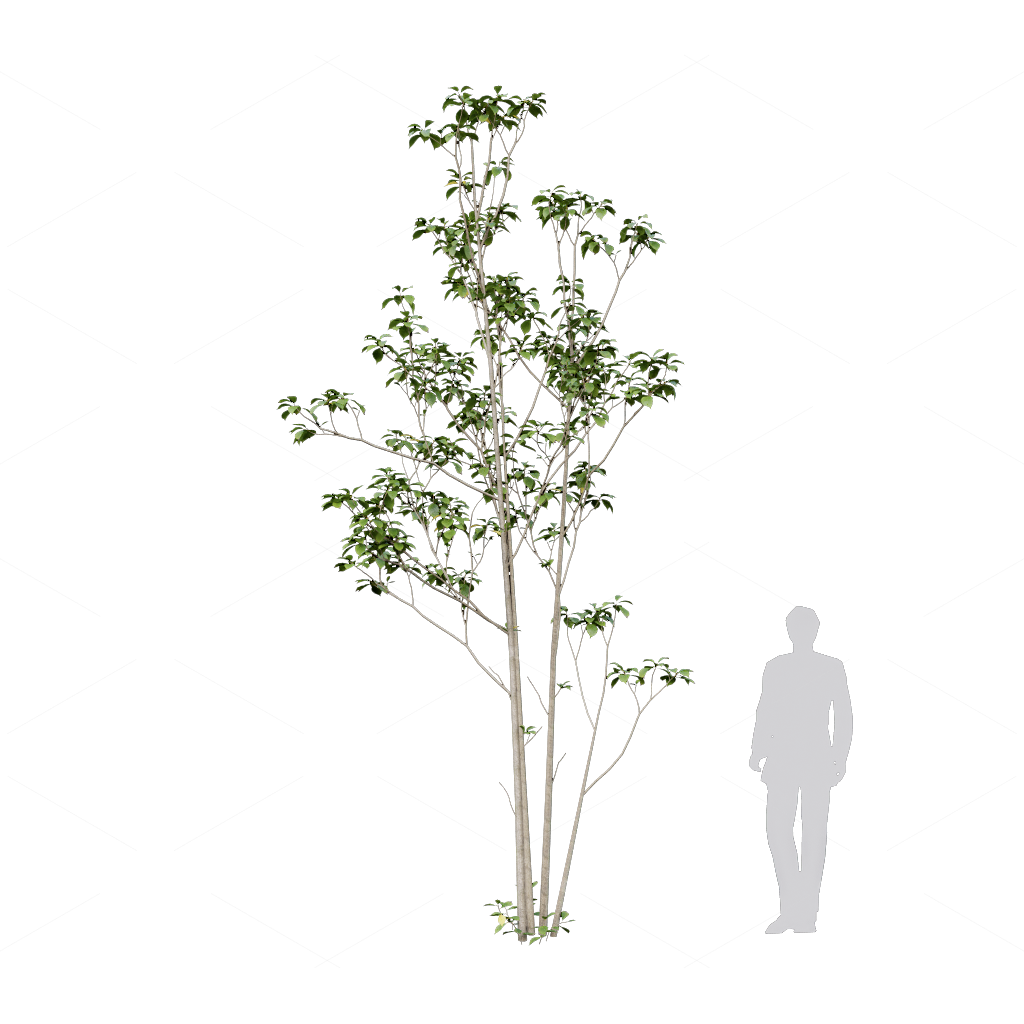 Trees 3D Models