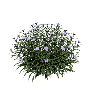 Ruellia brittoniana Leonard 01