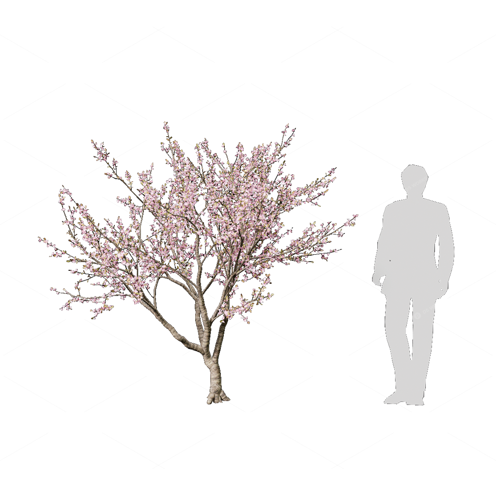 Shrubs 3D Models