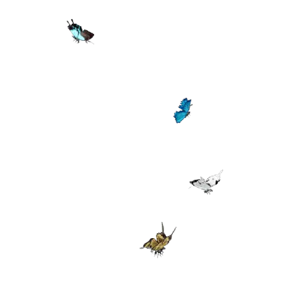 Butterfly 02 3d model