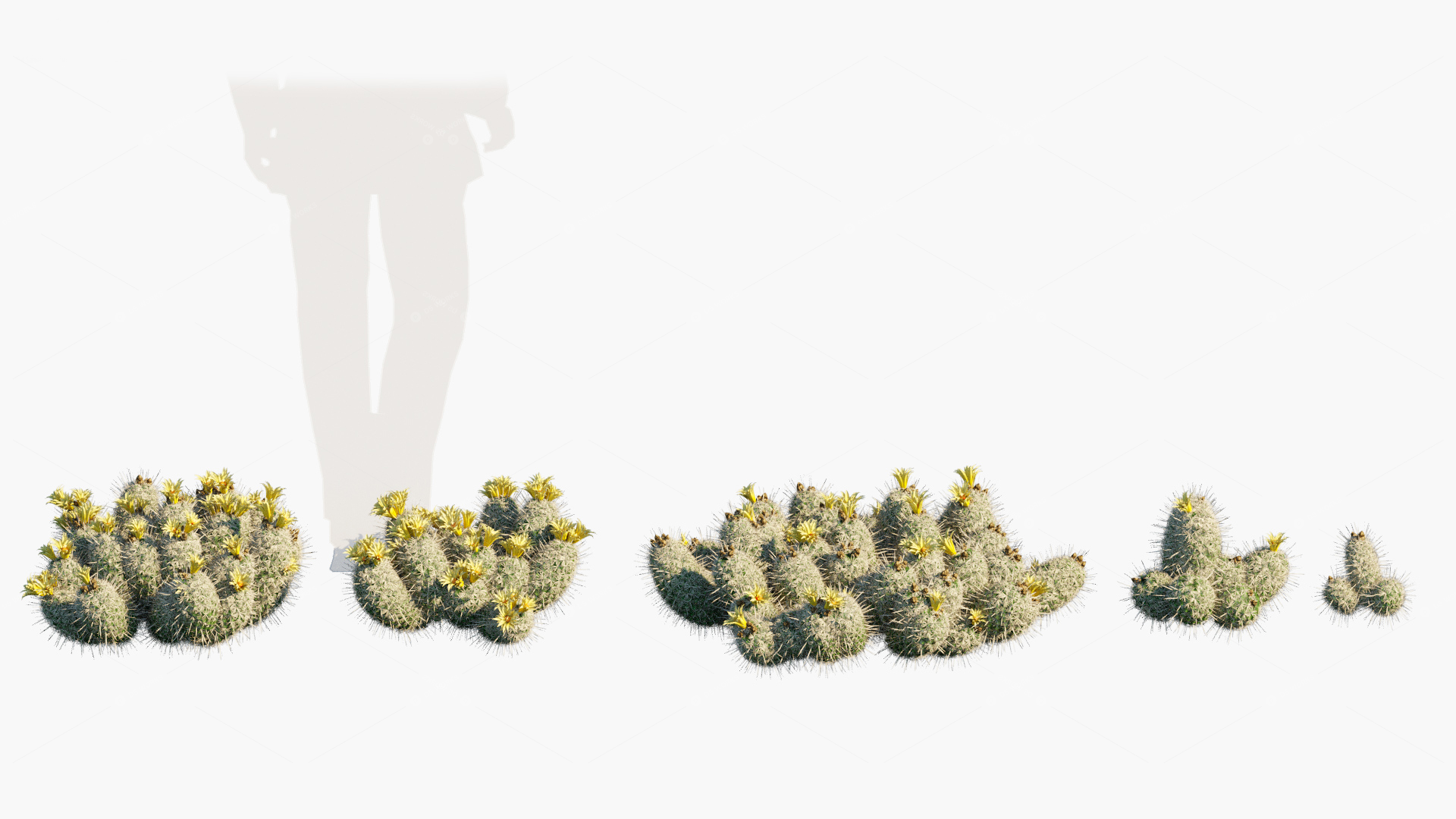 Xerophyte Plants 3D Models