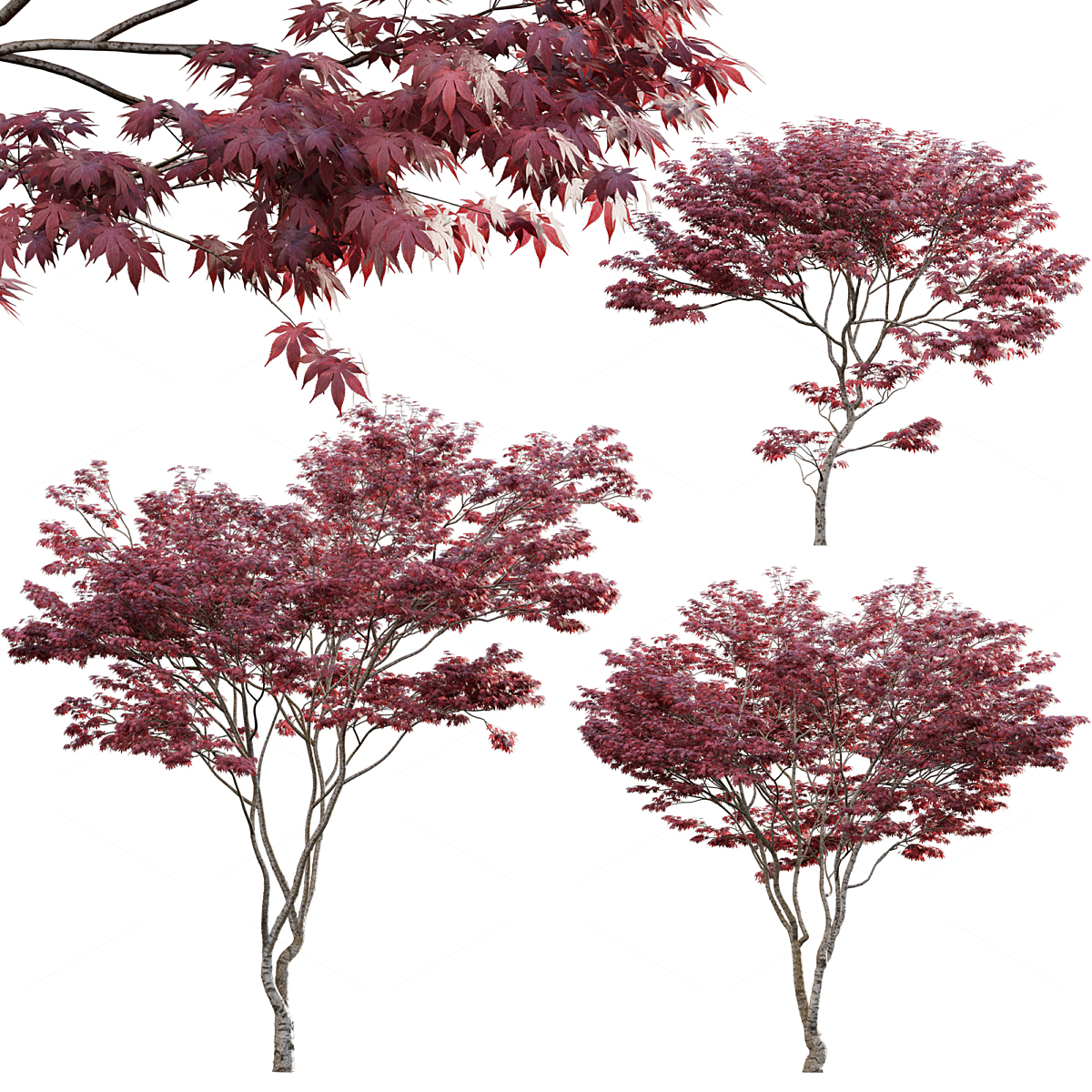 Trees 3D Models