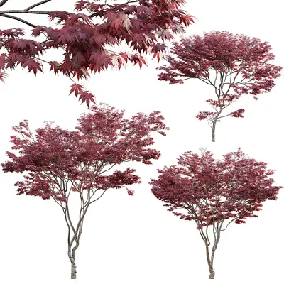 Red Maple Tree 3d model