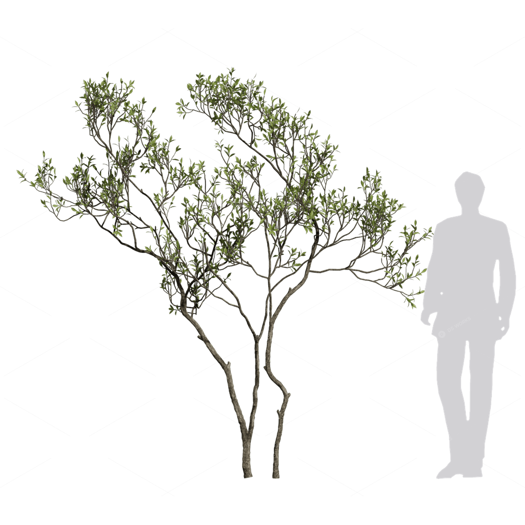 Trees 3D Models