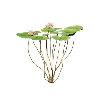 Nymphaea LightPink 02
